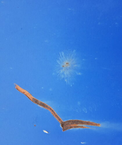 Collection dárt Plaque en ancier bleu avec lingnes de rouille figuratives et marques en forme d´etoile. Impression photo La Rochelle sur Dibond en different formats.