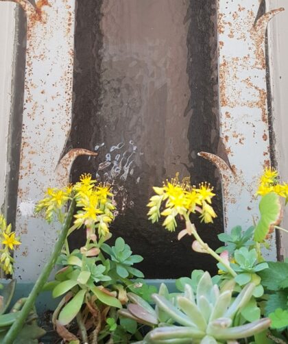 Fensterschutz, Stahl mit Sukkulenten geschmückt. Fotodruck auf Dibond in diversen Formaten
