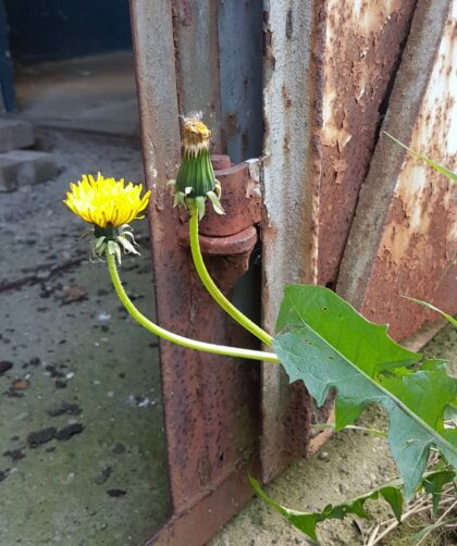 geöffnete Stahltür mit Farbresten, Rostmarken, Türscharnier und Pflanze. Fotodruck auf Dibond oder Forex in verschiedenen Formaten.