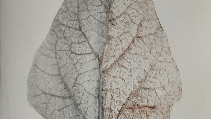Kunstdruck, Pflanzendruck, impressions de plantes, Impression artistique, plant printing, art print, Elixier, Linolfarbe, Pigmente
